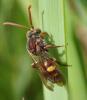 Nomada sp.